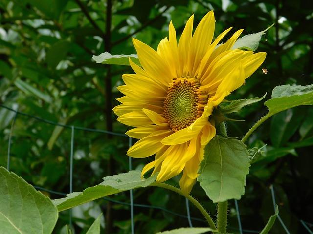 sunflower 1563075 640 49fa1