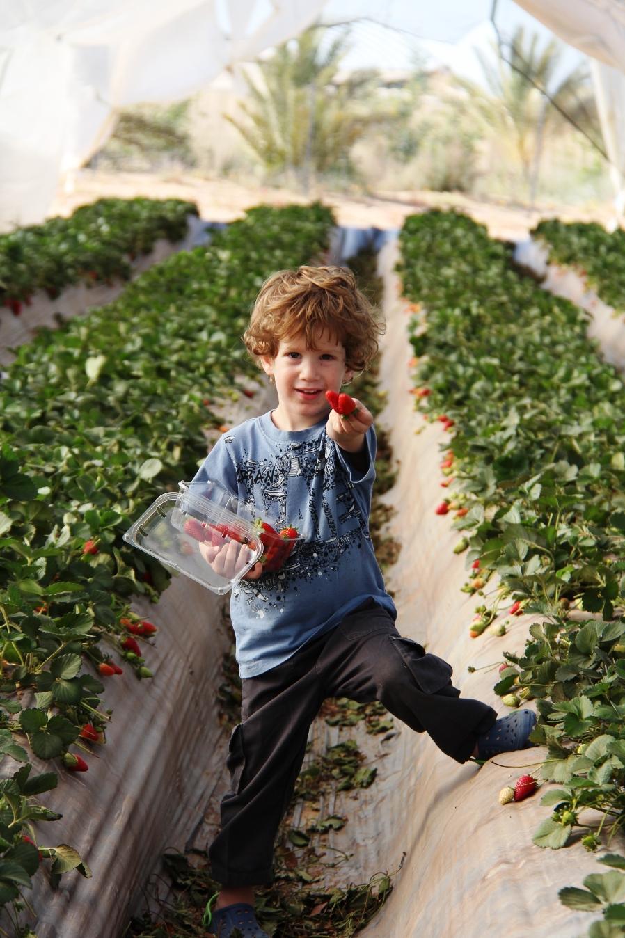 ילד תות בתות ברנע - צילום רוני רונן 