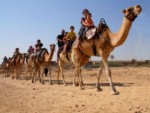 camels_trip_small