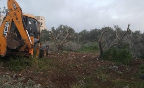 חריש: מפקחי רשות מקרקעי ישראל פינו מטע זיתים לקראת עבודות התשתית להקמת השכונה החדשה קרדיט צילום: רשות מקרקעי ישראל.