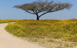 רשות הטבע והגנים: לא לסגור הגישה לכביש מעלה עקרבים (227) הנגב. צילום: אילוסטרציה