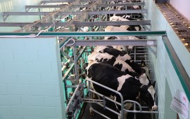 משרד החקלאות: ישראל תייצא לרוסיה מוצרי חלב החלב הישראלי שוב מוכיח את עצמו. צילום: אילוסטרציה