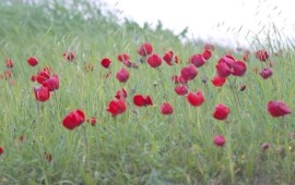 דרך הבשור - פינה קסומה בנגב פתוחה חינם לציבור דרך הבשור. קרדיט צילום רשות מקרקעי ישראל