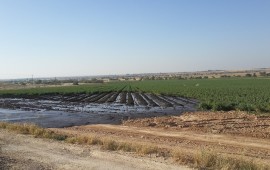 אסון סביבתי: מתקן טיהור שפכים קרס ובוצה הוזרמה לנחל פטיש נחל פטיש לאחר הזיהום בבוצת השפכים. צילום: דן איש שלום, המשרד להגנת הסביבה