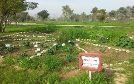 קפיצה אחורה בזמן - סיור מרתק של צמחי מרפא בנאות קדומים סיור צמחי מרפא בנאות קדומים