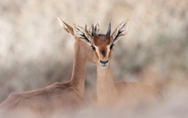 תערוכה ייחודית של צילומי טבע ישראליים תוצג בבניין האו"ם טבע ישראלי באו