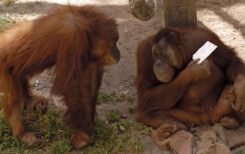 פסח שמח וכשר בספארי - גם לחיות מחליפים את הלחם במצות צילומי סטילס: טיבור יגר