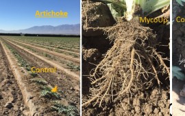 תכשיר חדש מבוסס על פטריה טבעית תורם להגדלת יבולי ירקות ותבלינים פטרית המיקוריזה נמצאת באופן טבעי בשטחי החקלאות