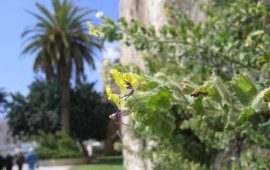 אושרה: תכנית המתאר לטבע עירוני שיזמה עיריית ירושלים צילומים: עמיר בלבן. יערה ישראלי