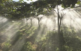 מערכת ריסוס "ירוקה" וחדשנית תוצג בתערוכה החקלאית בערבה מערכת ריסוס פורצת דרך ידידותית לסביבה פותחה על ידי חוקרי חברת נען דן ג'יין הישראלית