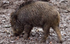 תכנית אב חדשה תגן על וואדיות וחיות בר מפני מיזמי בנייה, מפגעי פסולת ושריפות כ – 11 וואדיות, המתפרשים על כ - 80 ק