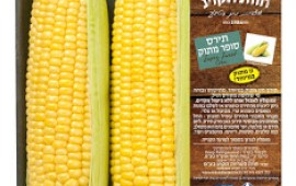 חדש: זן תירס מתוק פי 3 תירס סופר מתוק. צילום – ראובן אילת