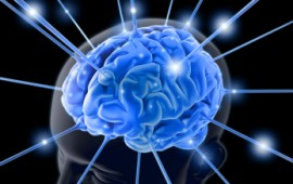 "ביה"ס סגול למדעי המוח" יכשיר את דור העתיד של מדעני המוח