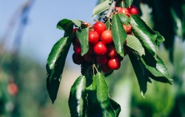 שבועות - אירועי ביכורי הדובדבן בעין זיוון