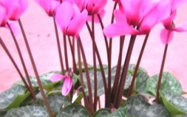 מתכון מיוחד: עלי רקפת ממולאים rakefetmiluy