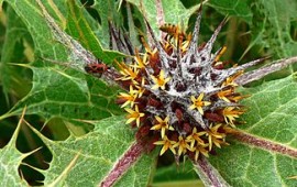 לראשונה: כתבי אישום יוגשו נגד קוטפי צמחי תבלין מוגנים