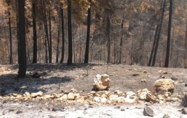 מחזירים את הירוק לכרמל: מבצע "הסרט הירוק" יוצא לדרך CIMG2373