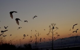 לראשונה: ישראל מצטרפת לעולם ומציינת את ליל העטלף