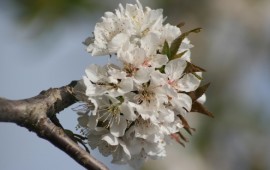 טיול לפסח: אל פסטיבל פריחת הדובדבן בגולן
