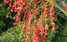 שומרים על תזונה נכונה גם בחג הסוכות תזונה בסוכות