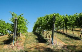היקבים הטובים ביותר במרכז הארץ יקב במרכז