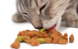 חתול אוכל חטיפים 
