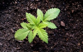 גידול הידרופוני ביתי למתחילים