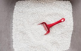 איך בוחרים שירותים לחתולים? קרדיט תמונה FREEPIK