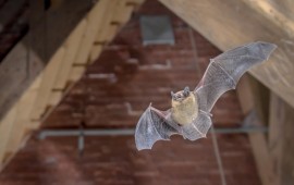 השיטות המובילות להרחקת עטלפים ממבנים ותעשייה